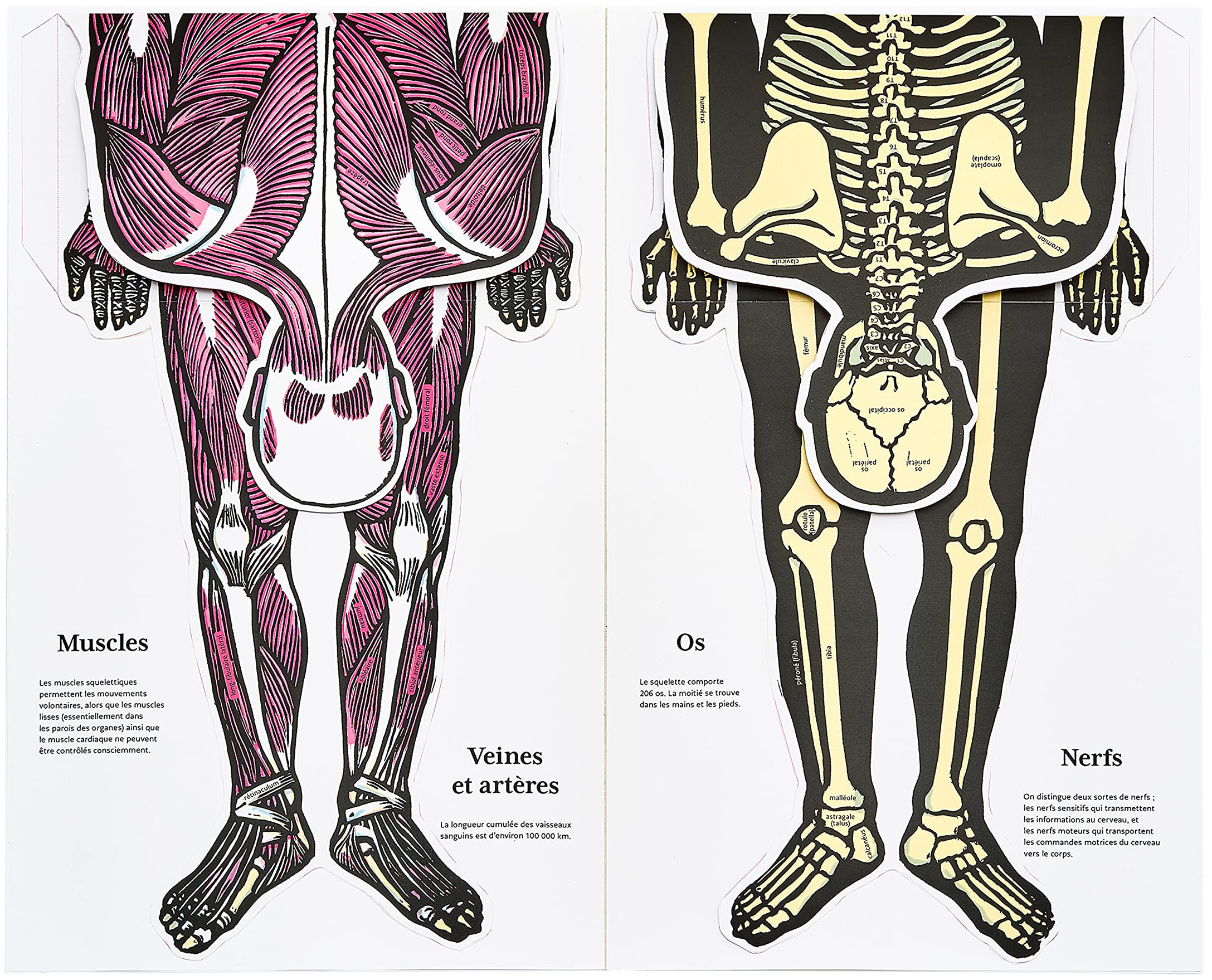 Anatomie du corps humain - Le squelette - Peter-H. Abrahams - Librairie  Eyrolles